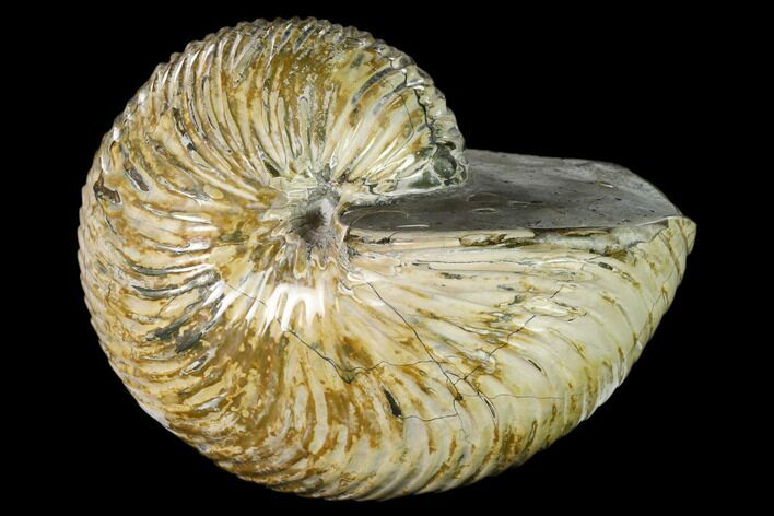 Polished Fossil Nautilus (Cymatoceras) - Madagascar #157817